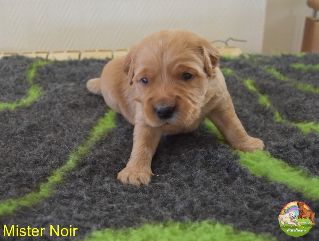 Du Domaine De Lavernose - Chiot disponible  - Golden Retriever