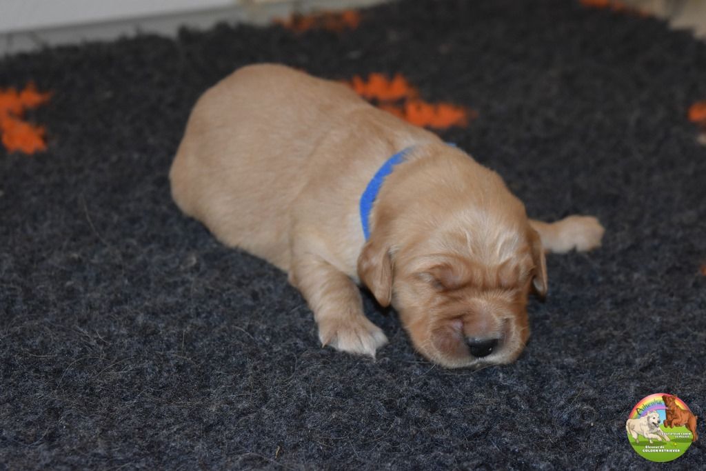 Du Domaine De Lavernose - Chiot disponible  - Golden Retriever