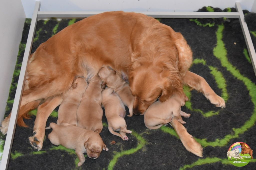 chiot Golden Retriever Du Domaine De Lavernose