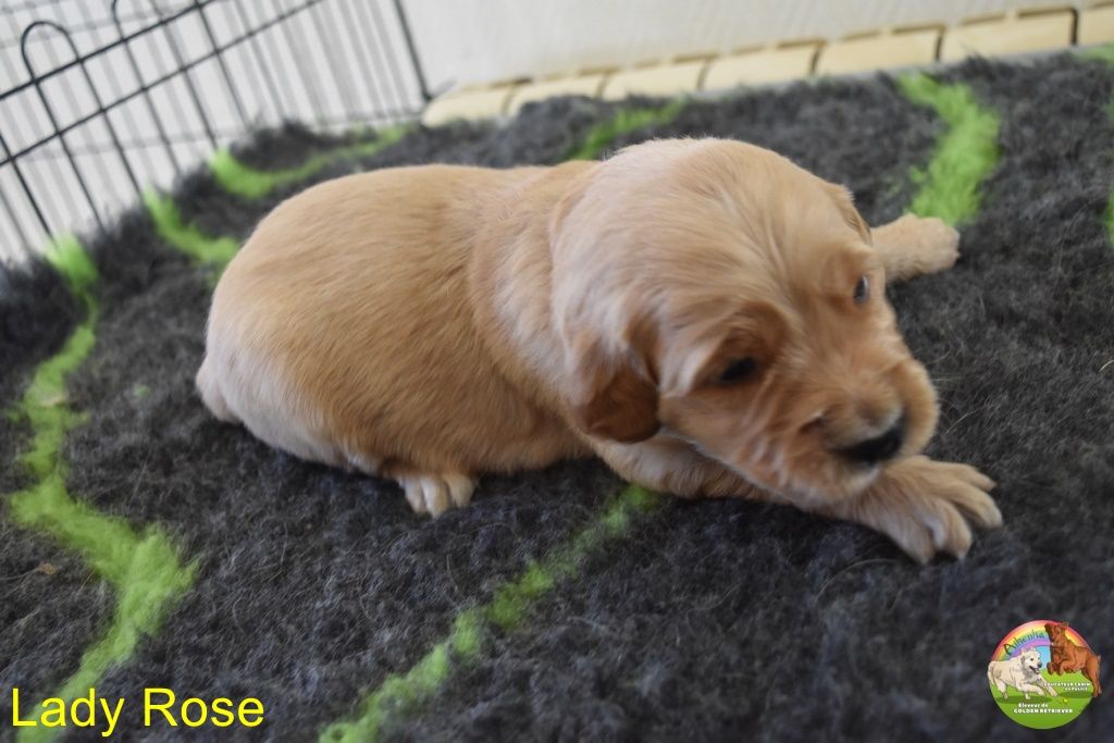 Du Domaine De Lavernose - Chiot disponible  - Golden Retriever