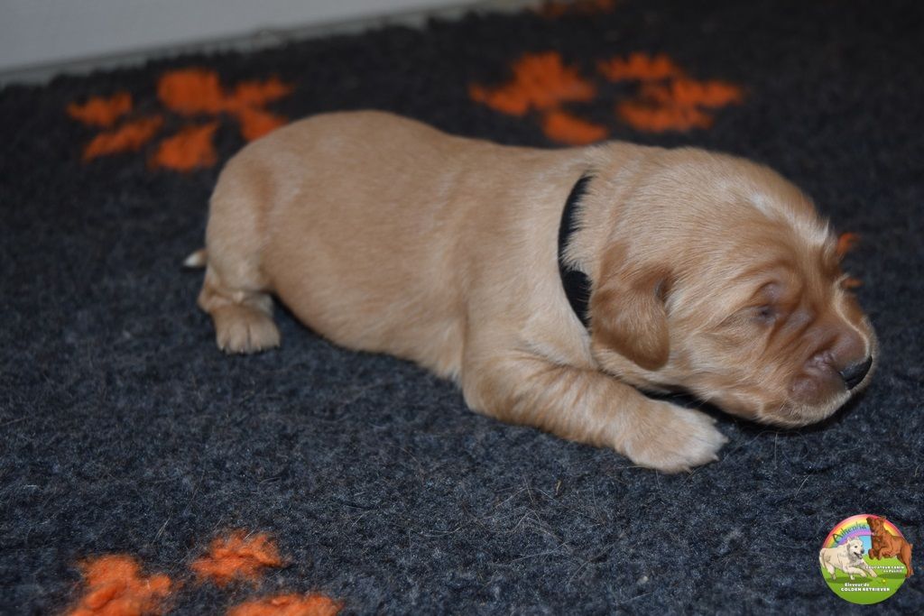 Du Domaine De Lavernose - Chiot disponible  - Golden Retriever