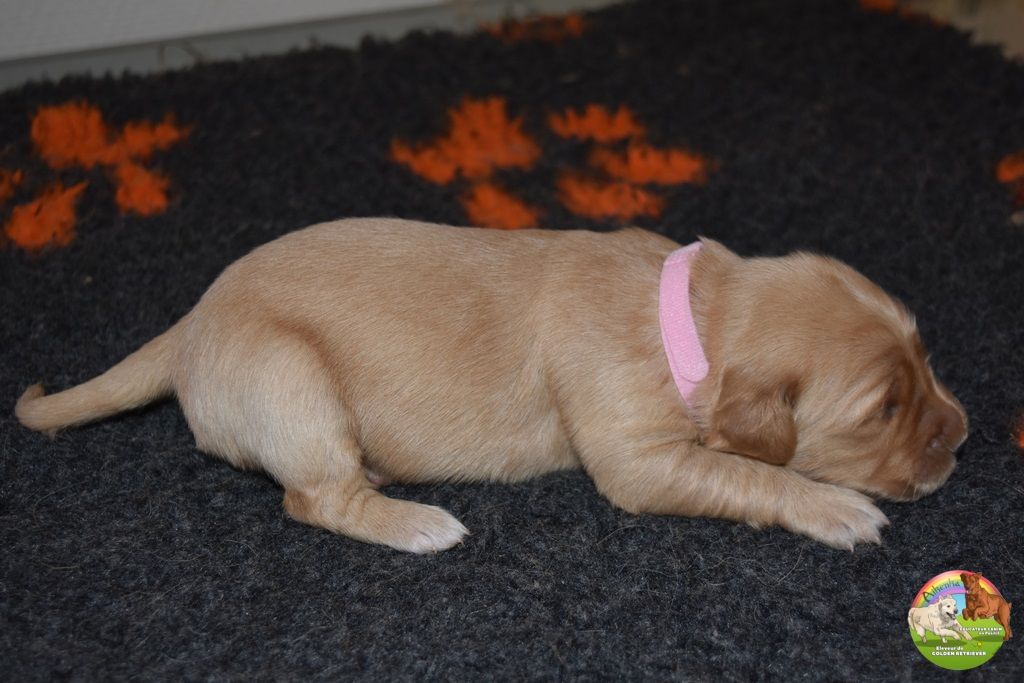 Du Domaine De Lavernose - Chiot disponible  - Golden Retriever