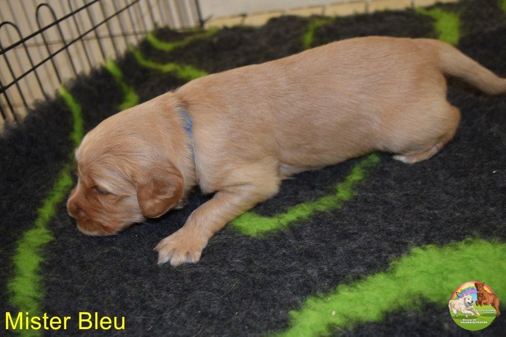 Du Domaine De Lavernose - Chiot disponible  - Golden Retriever