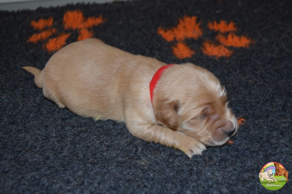 Du Domaine De Lavernose - Chiot disponible  - Golden Retriever