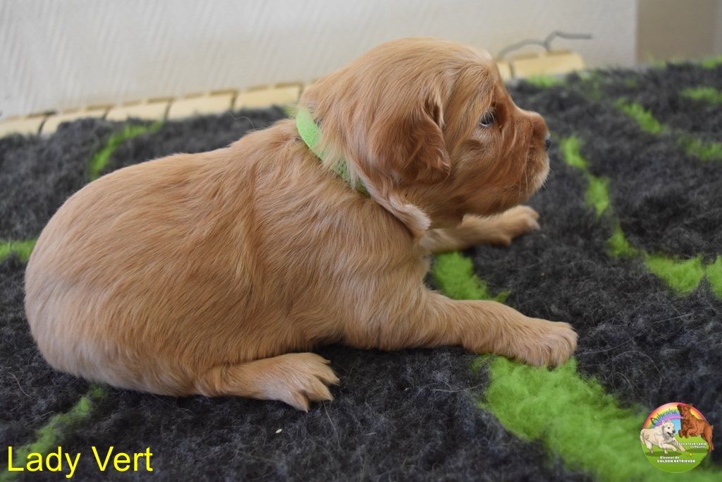 Du Domaine De Lavernose - Chiot disponible  - Golden Retriever