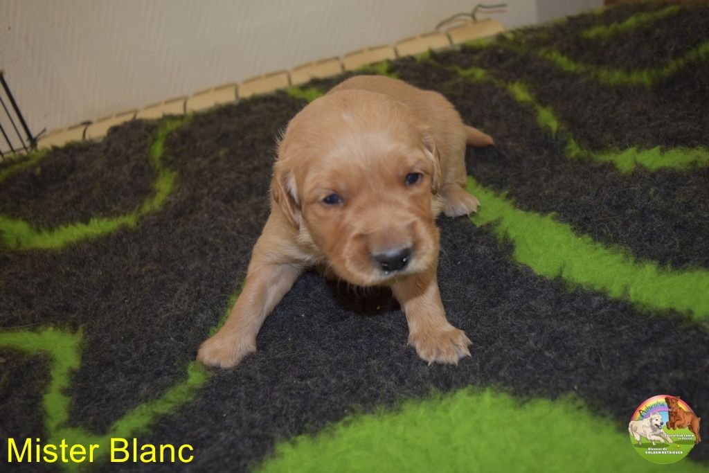 Du Domaine De Lavernose - Chiot disponible  - Golden Retriever