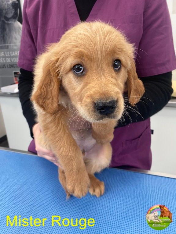 Du Domaine De Lavernose - Chiot disponible  - Golden Retriever