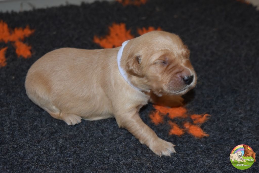 Du Domaine De Lavernose - Chiot disponible  - Golden Retriever