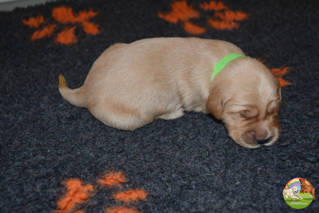 Du Domaine De Lavernose - Chiot disponible  - Golden Retriever