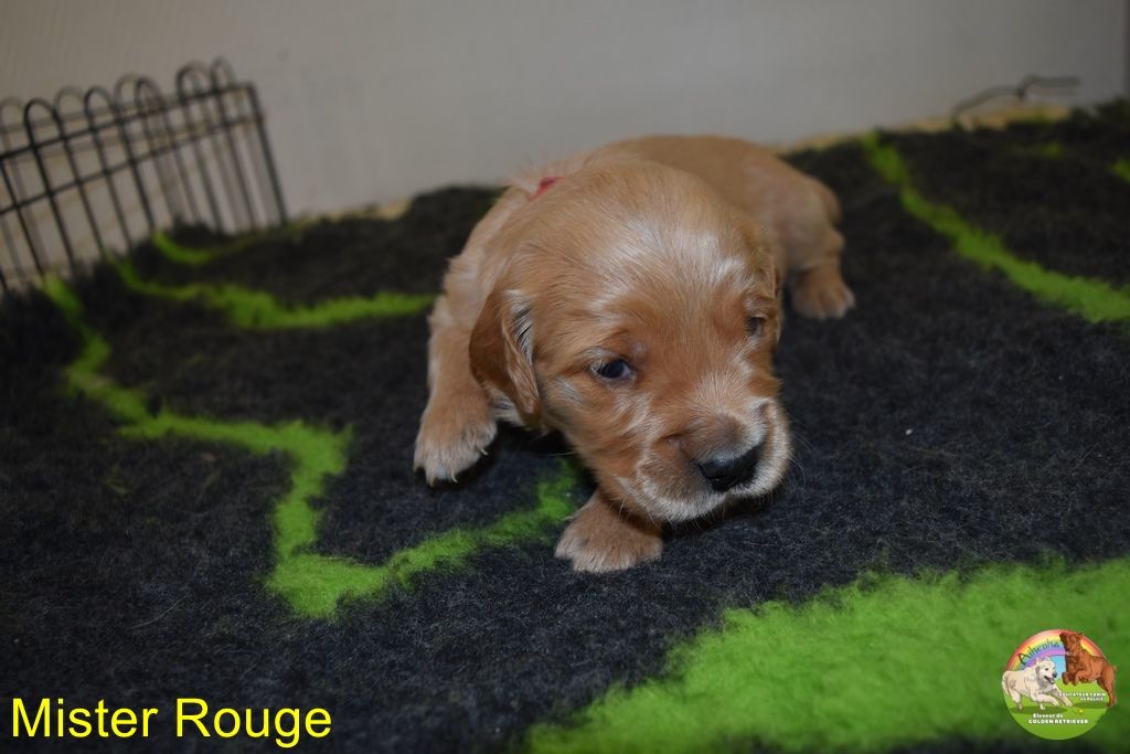 Du Domaine De Lavernose - Chiot disponible  - Golden Retriever