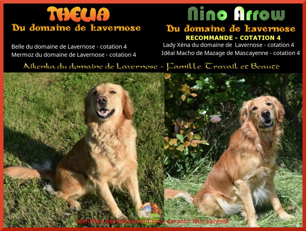 Du Domaine De Lavernose - Chiots Golden Retriever LOF