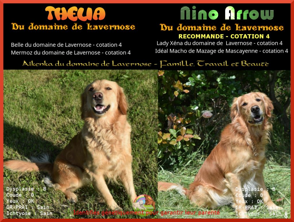Chiot Golden Retriever Du Domaine De Lavernose
