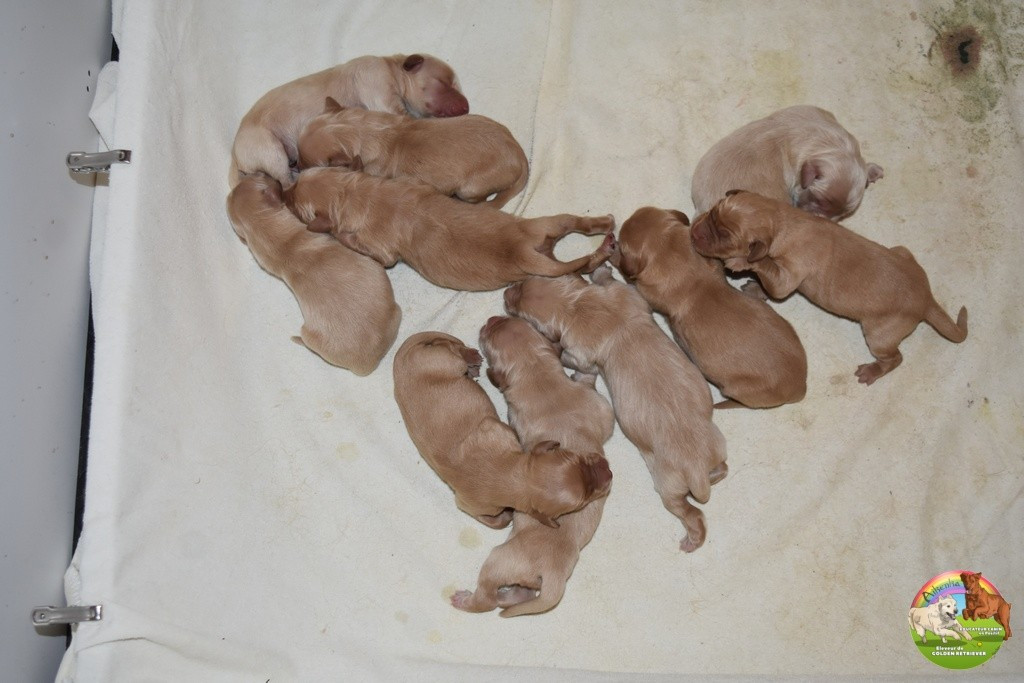 Du Domaine De Lavernose - Golden Retriever - Portée née le 25/12/2025