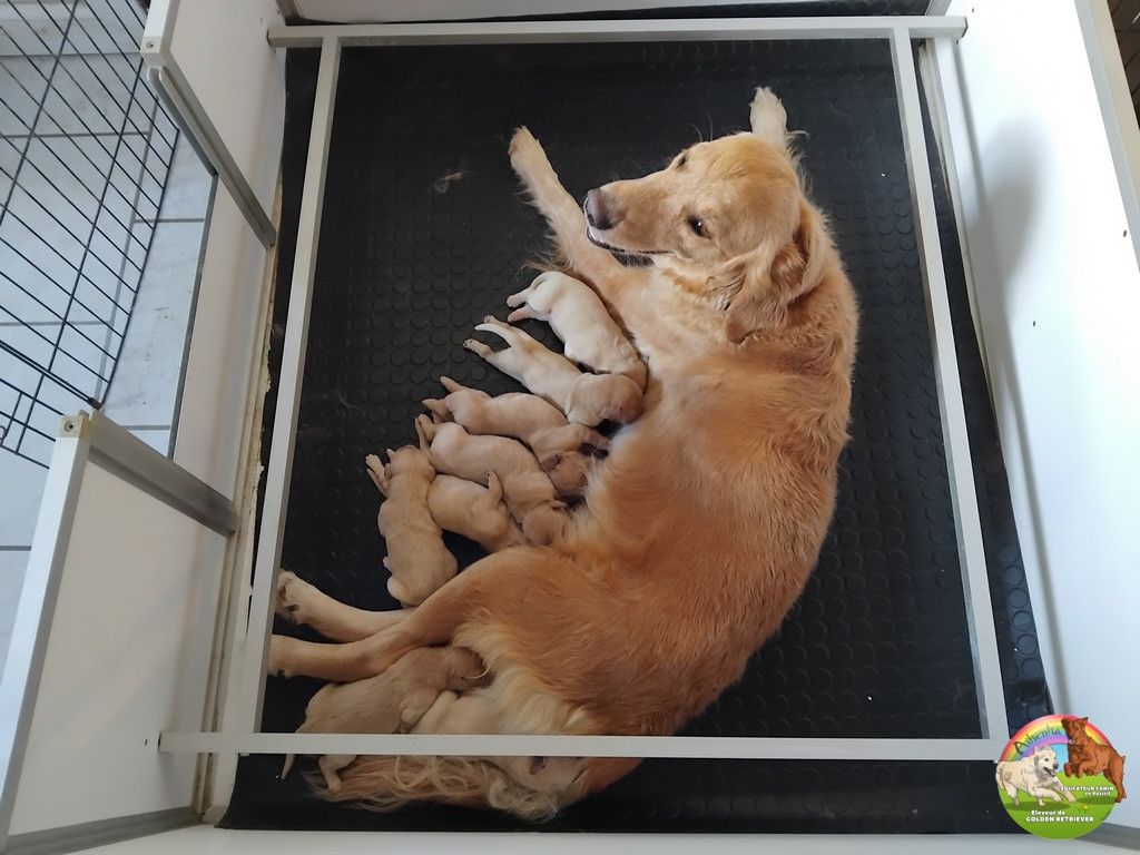 Chiot Golden Retriever Du Domaine De Lavernose