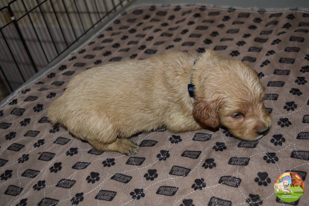 Du Domaine De Lavernose - Chiots disponibles - Golden Retriever