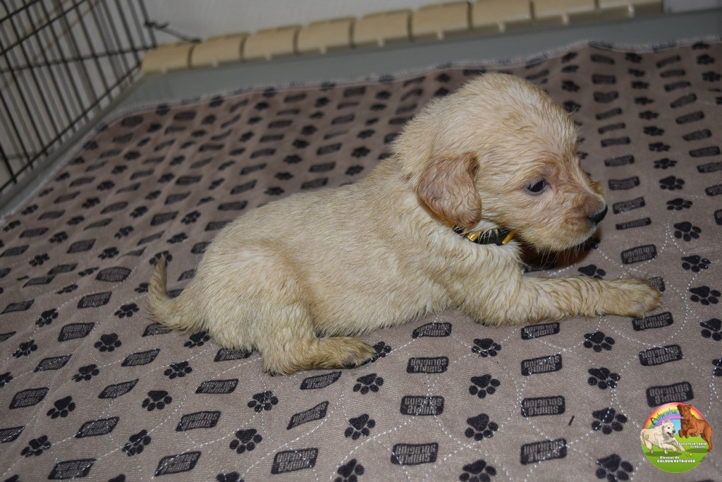 Du Domaine De Lavernose - Chiots disponibles - Golden Retriever