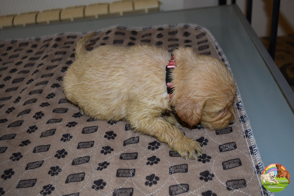 Du Domaine De Lavernose - Chiots disponibles - Golden Retriever