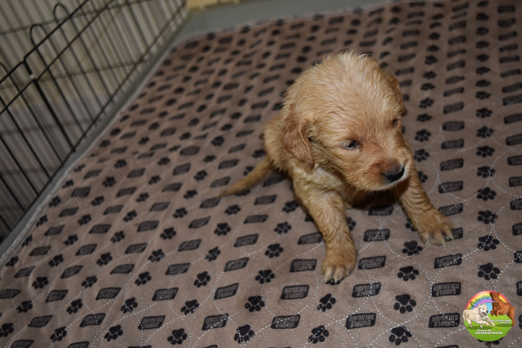 Du Domaine De Lavernose - Chiots disponibles - Golden Retriever