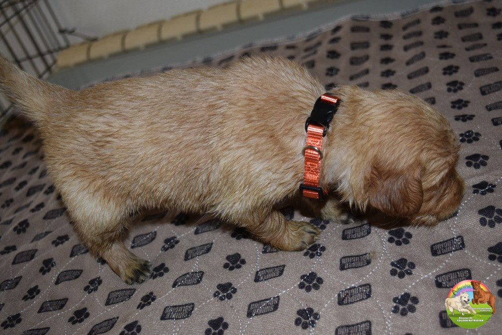 Du Domaine De Lavernose - Chiots disponibles - Golden Retriever