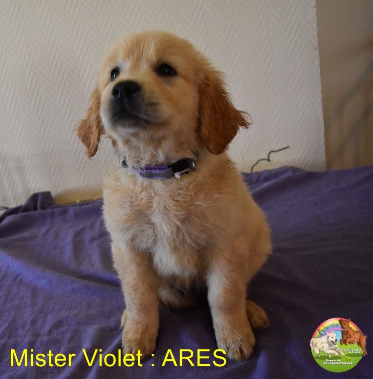 Du Domaine De Lavernose - Chiots disponibles - Golden Retriever