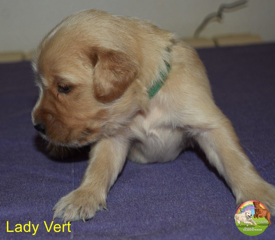 Du Domaine De Lavernose - Chiots disponibles - Golden Retriever