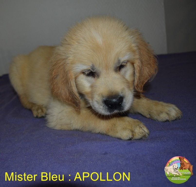 Du Domaine De Lavernose - Chiots disponibles - Golden Retriever