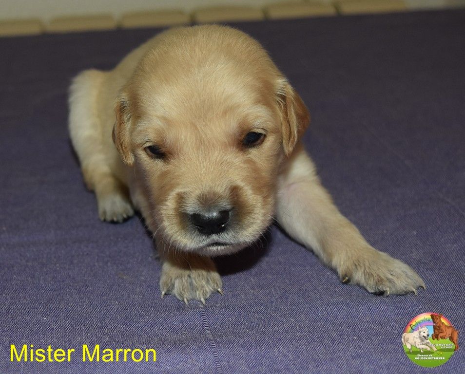 Du Domaine De Lavernose - Chiots disponibles - Golden Retriever