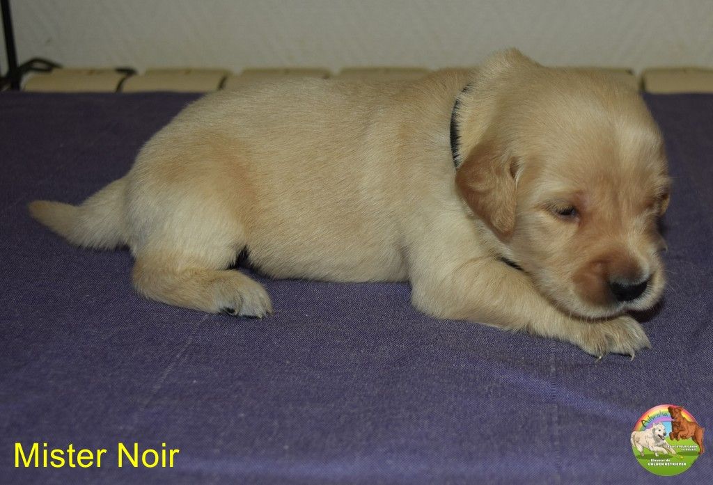 Du Domaine De Lavernose - Chiots disponibles - Golden Retriever
