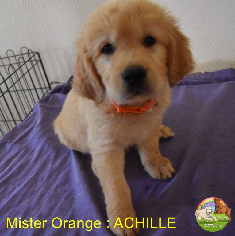 Du Domaine De Lavernose - Chiots disponibles - Golden Retriever