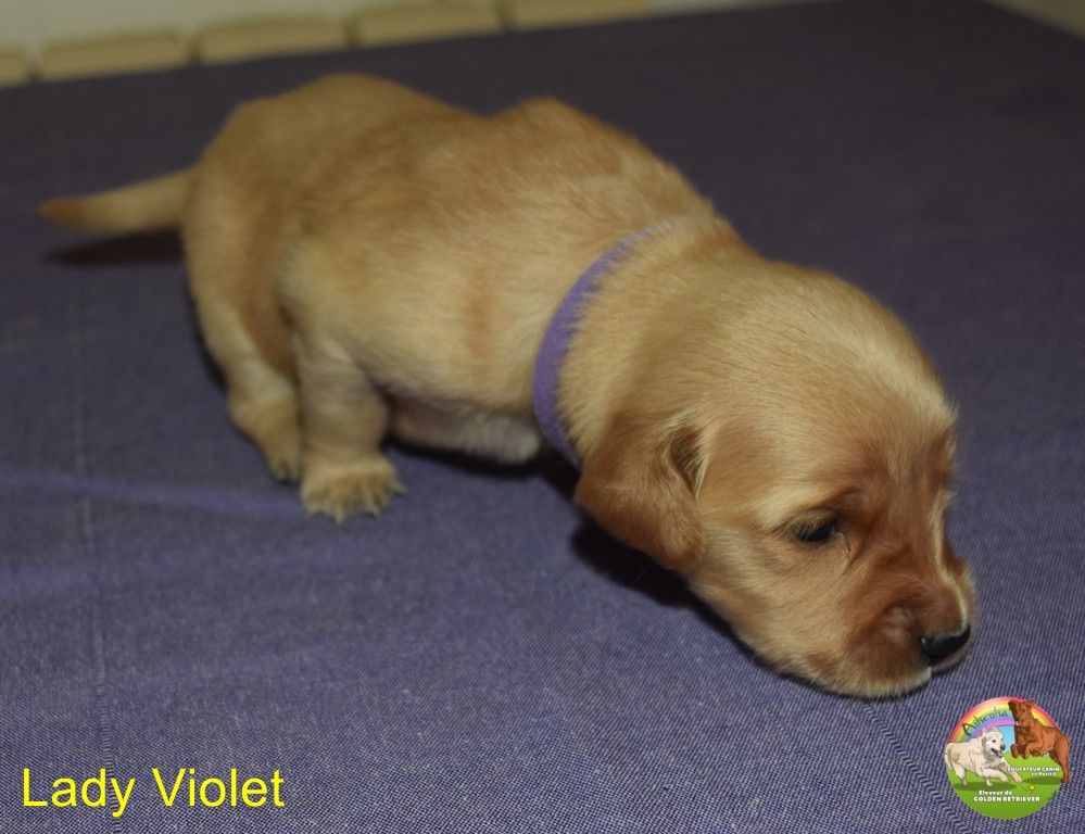 Du Domaine De Lavernose - Chiots disponibles - Golden Retriever