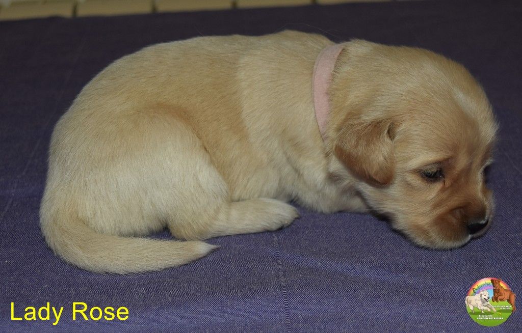 Du Domaine De Lavernose - Chiots disponibles - Golden Retriever