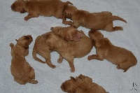 CHIOT