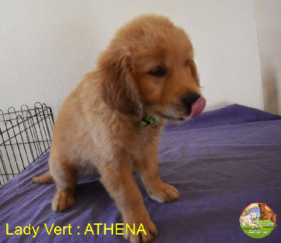 CHIOT 4
