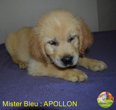 CHIOT 2