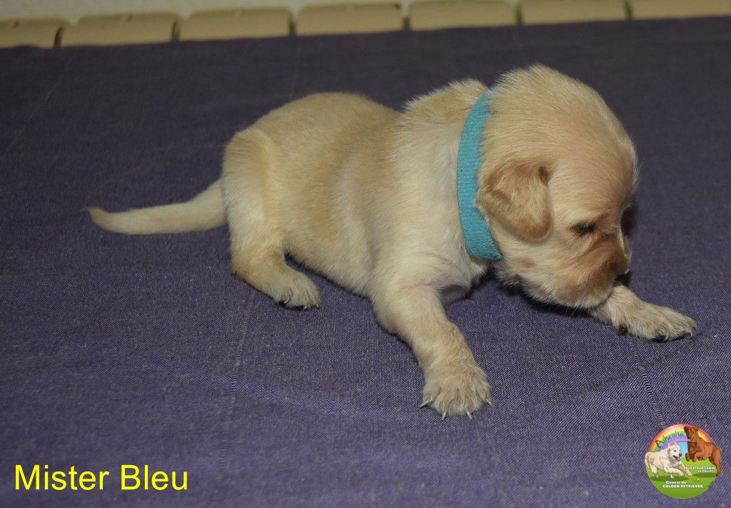 Du Domaine De Lavernose - Chiots disponibles - Golden Retriever