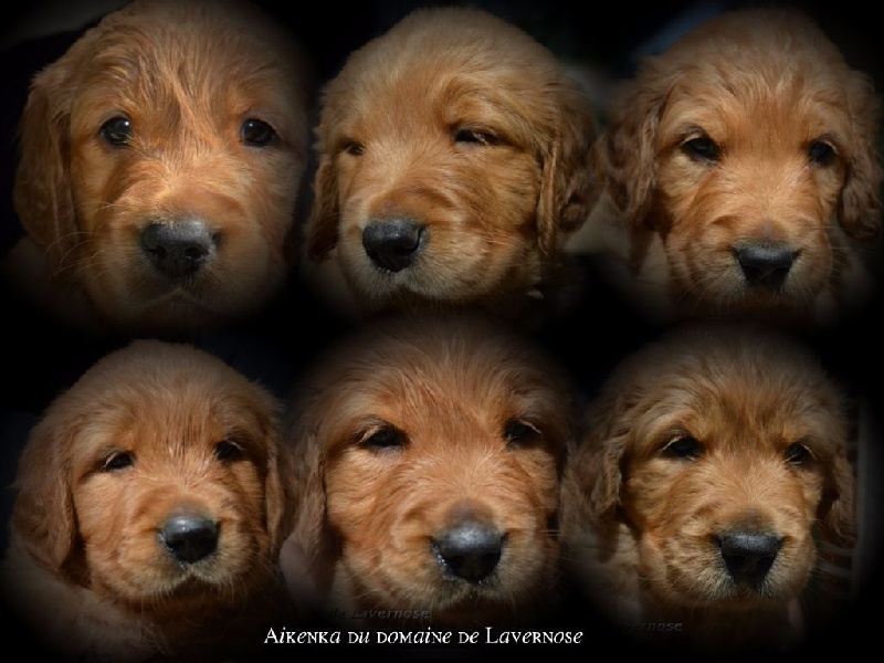 Chiot Golden Retriever Du Domaine De Lavernose