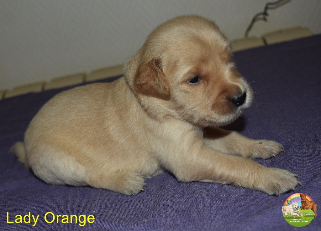 Du Domaine De Lavernose - Chiots disponibles - Golden Retriever