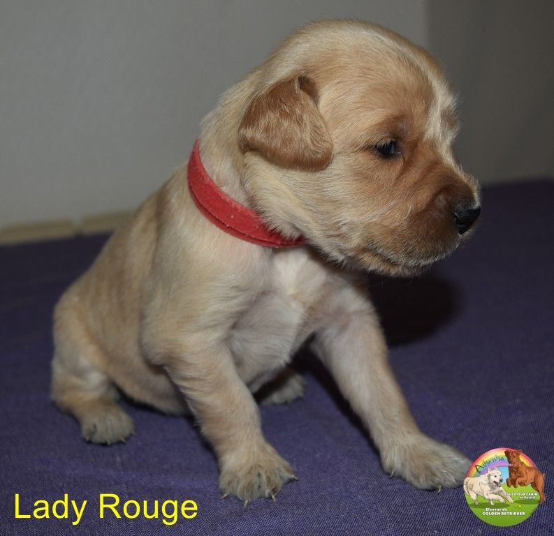 Du Domaine De Lavernose - Chiots disponibles - Golden Retriever