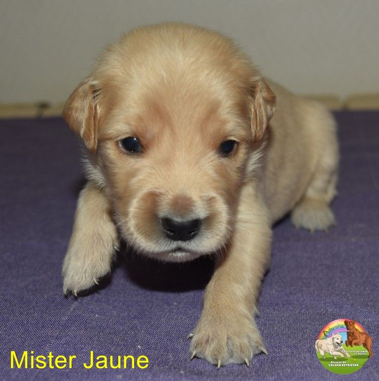 Du Domaine De Lavernose - Chiots disponibles - Golden Retriever
