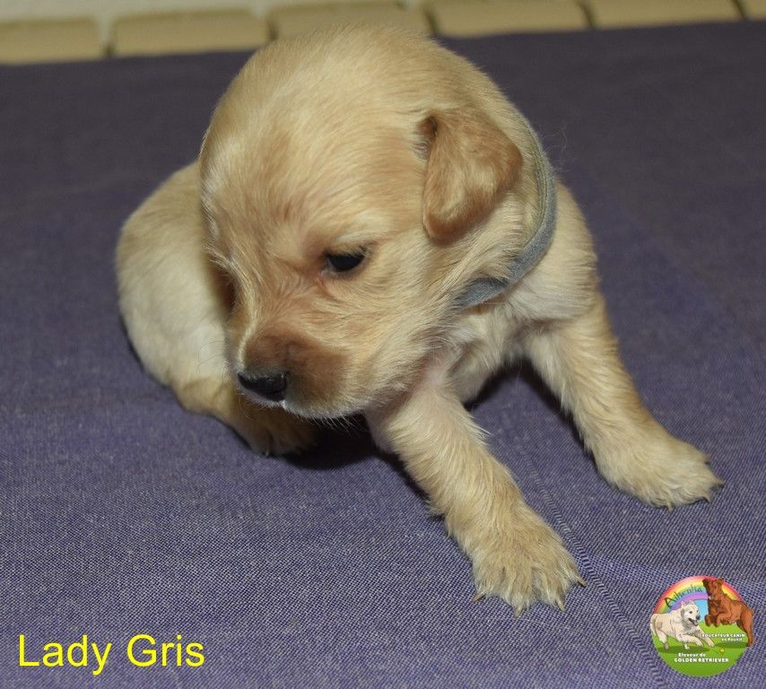 Du Domaine De Lavernose - Chiots disponibles - Golden Retriever